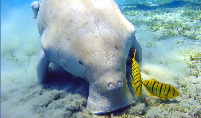 Dugong Marsaalam Abu Dabab Marsa Mubarak