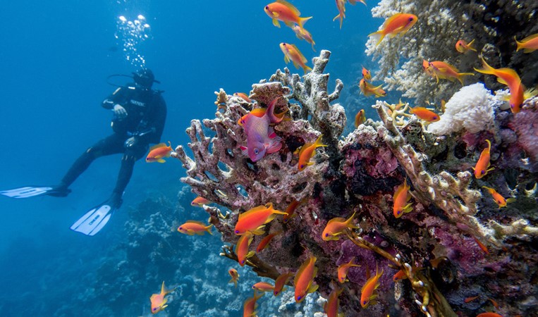 Don’t miss to visit one of the area’s best diving sites: Marsa Shouna (Shouni Kebir) Photo
