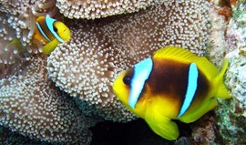 The truth behind the Nemo fish “ the Red Sea Clown” Photo