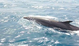 Red Sea reserves announce monitoring of the emergence of a rare dolphin in Hurghada Photo